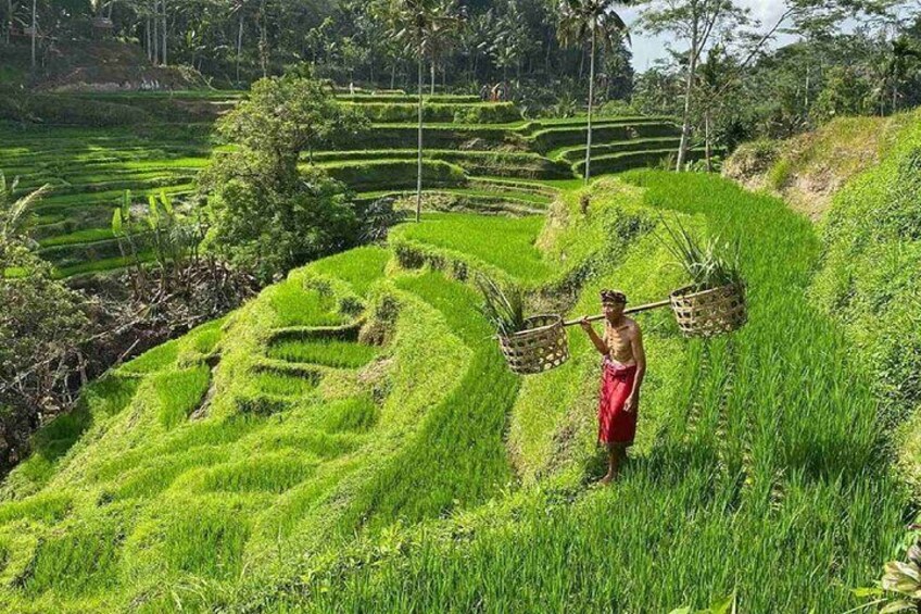 Best Ubud Tour Private Tour All Inclusive Package