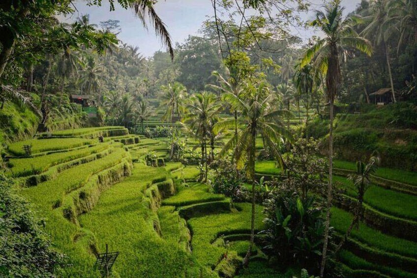 Best Ubud Tour Private Tour All Inclusive Package