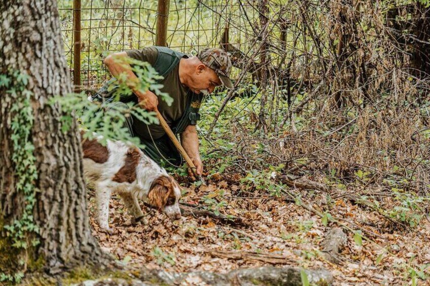 Truffle Hunting and Cooking Class in a Farm in Colle Val d'Elsa