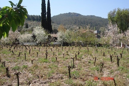 Wine Tasting and Village Shore Tour from Kusadasi Port