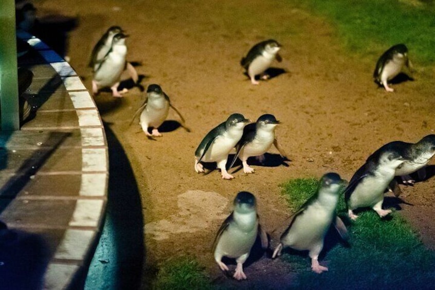 Puffing Billy Tour and Penguin Parade from Melbourne