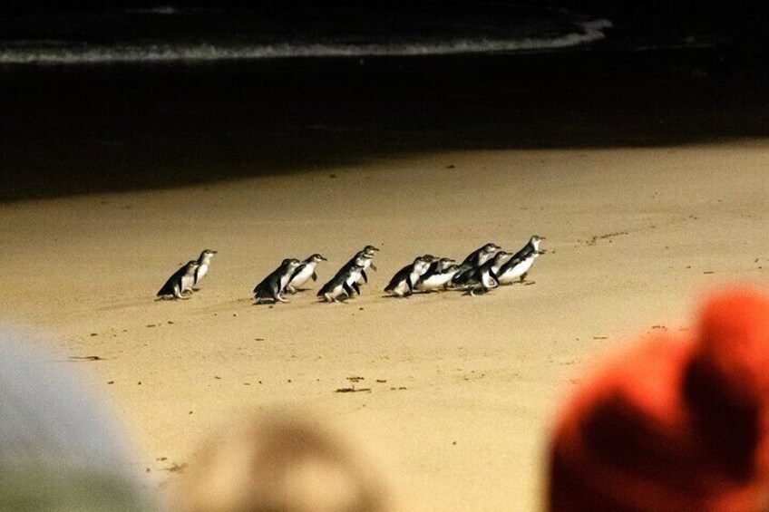 Puffing Billy Tour and Penguin Parade from Melbourne 