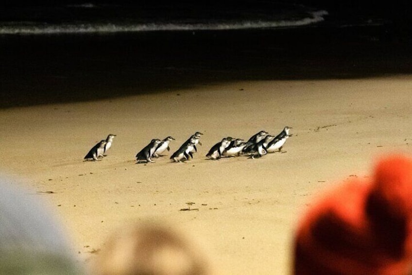 Puffing Billy Tour and Penguin Parade from Melbourne
