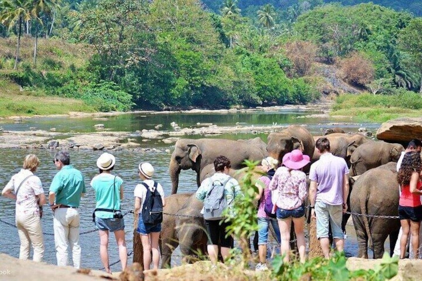 Pinnawala Elephant Orphanage, Pinnawala 