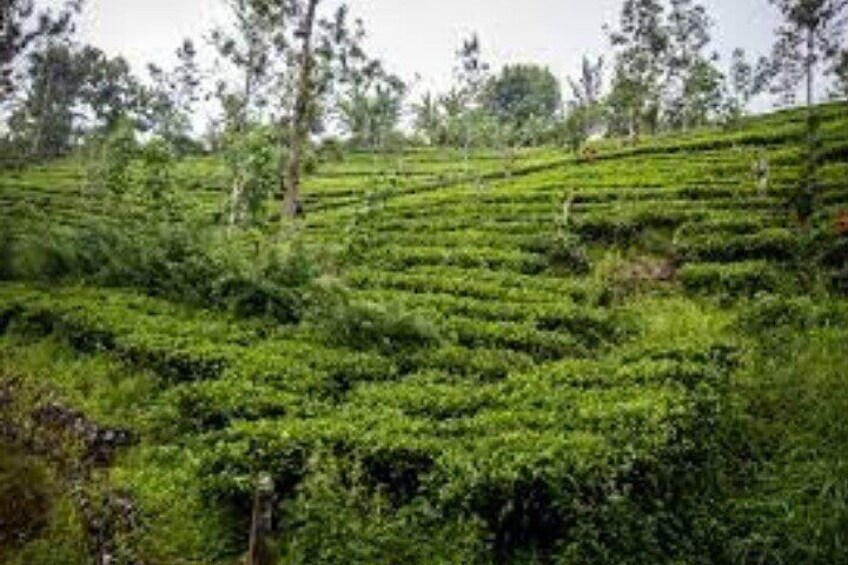 Nuwara Eliya Tea Plantations