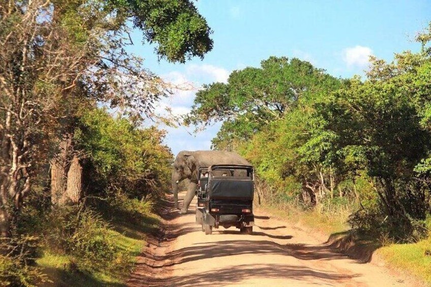 Yala Nation Park