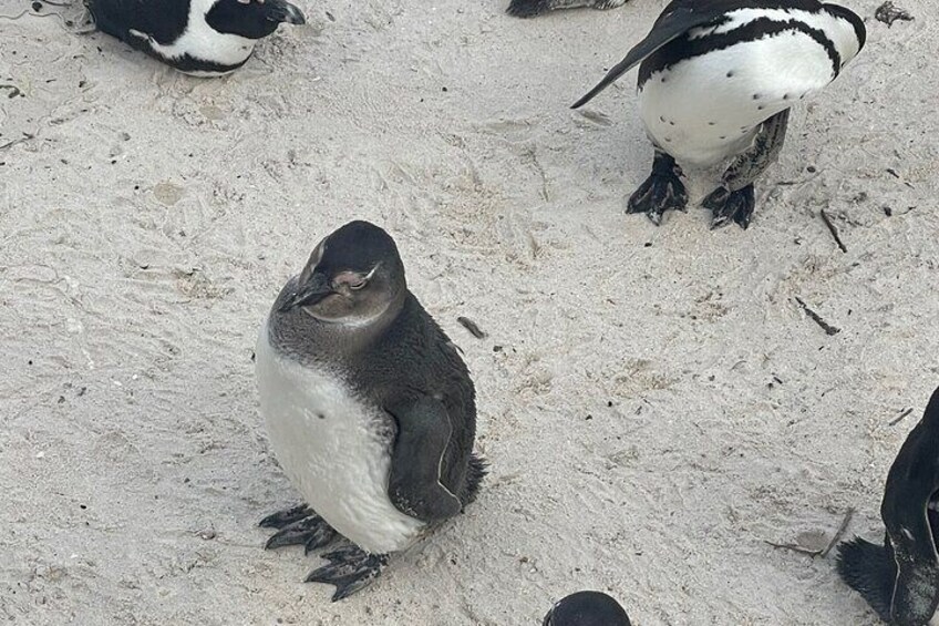 Small Group Tour: Penguins, Cape Point and Cape of Good Hope