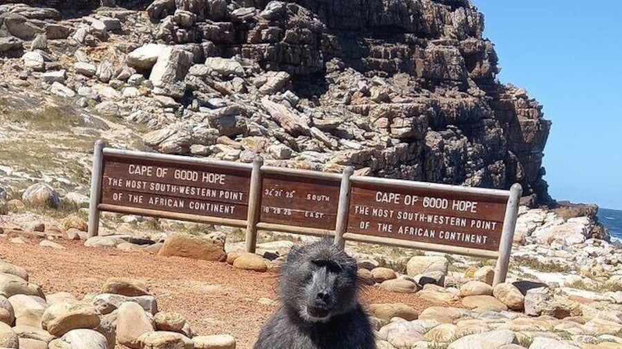 Small Group Tour: Penguins, Cape Point and Cape of Good Hope
