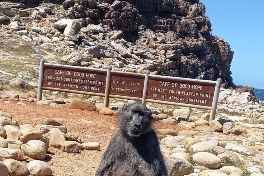 Small Group Tour: Penguins, Cape Point and Cape of Good Hope 