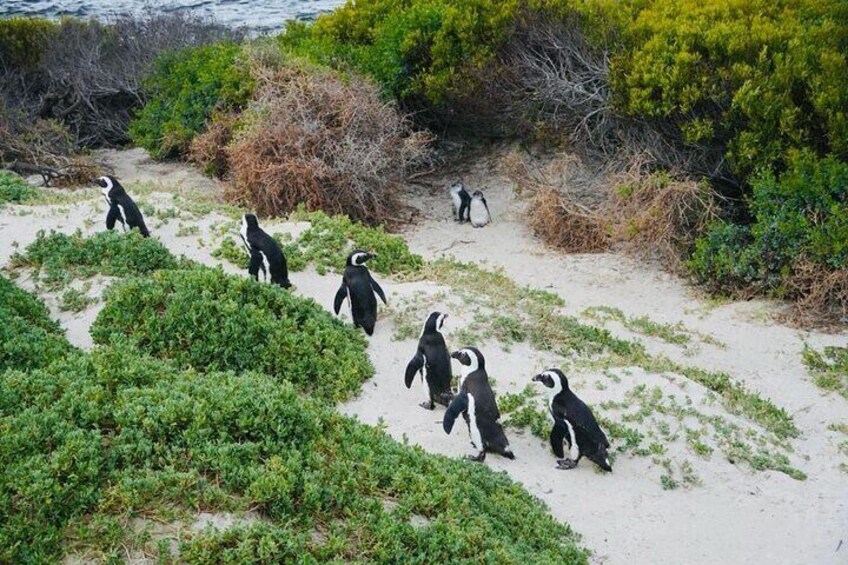 Small Group Tour: Penguins, Cape Point and Cape of Good Hope