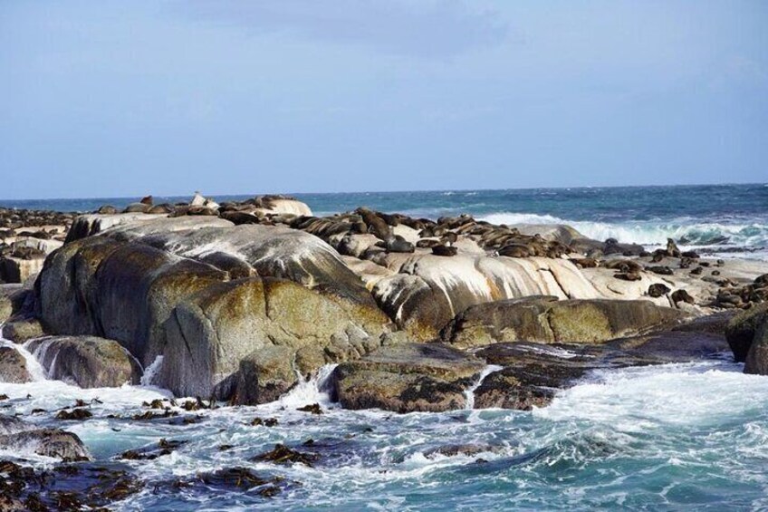 Small Group Tour: Penguins, Cape Point and Cape of Good Hope