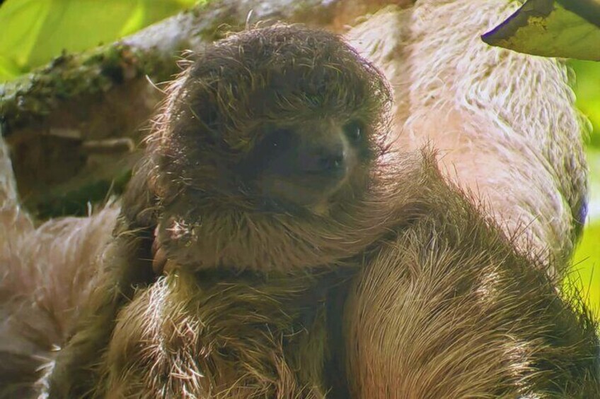 Adorable Sloth Encounter in the Rainforest