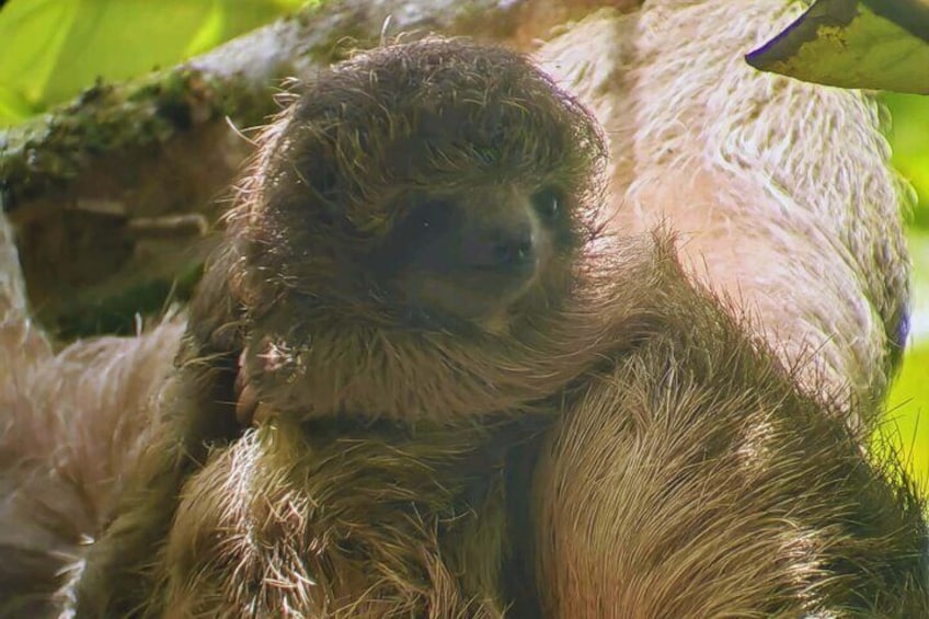 Adorable Sloth Encounter in the Rainforest
