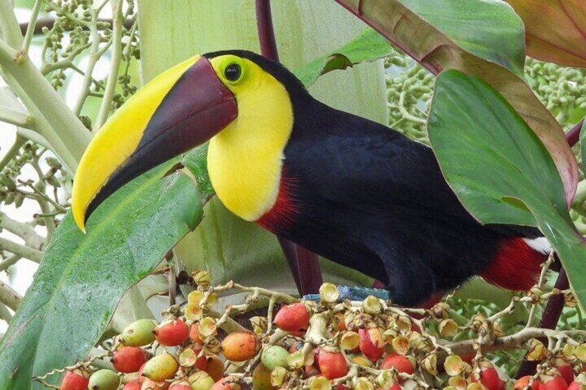 A tropical Jewel. A colorful toucan in natural paradaise.