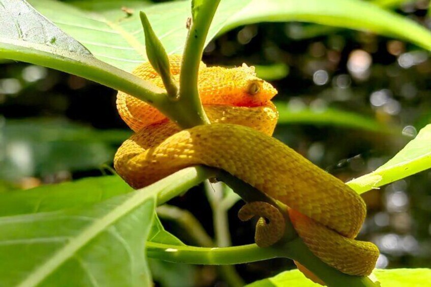Stunning snake spotted in the lush rainforest of Bijagua, Costa Rica
