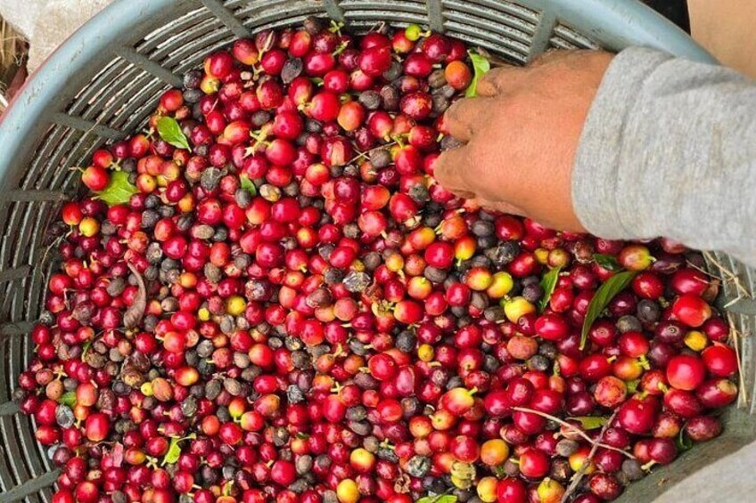 Discover the art of Costa Rican coffee and chocolate.