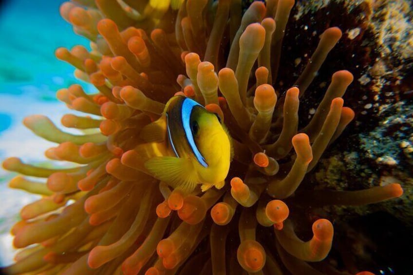 Clownfish Nemo - Coral Reef
