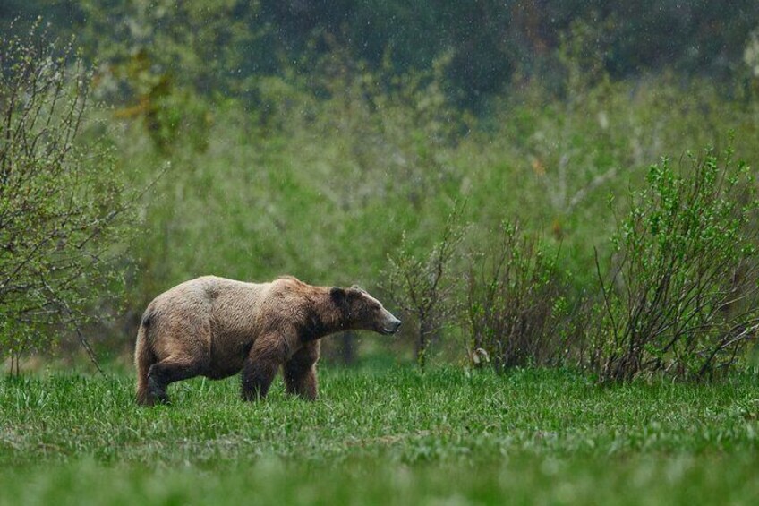 May bears the sedges are shorter. Grizzly are not guaranteed, but we always see bears. We just never know which species, sometimes we have both, or just one or the other. 
