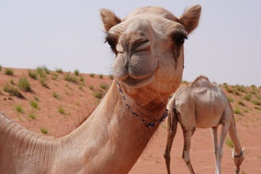3 Days-2 Nights Private Oman Tour Package 