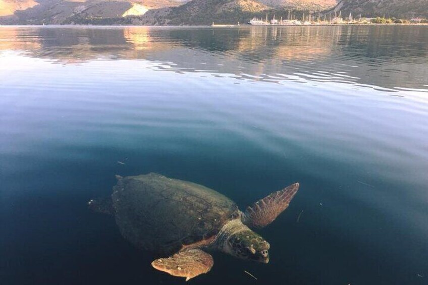 Sea Turtle Argostoli Harbor