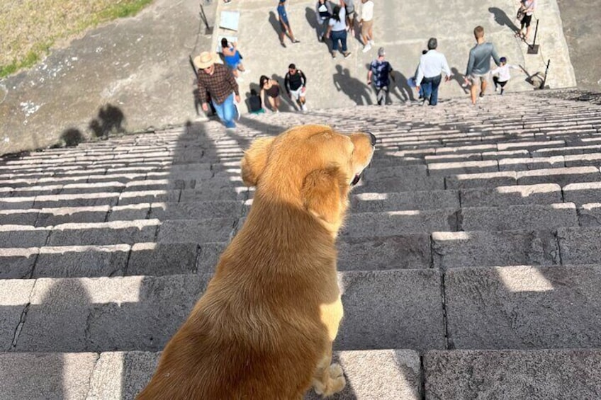 The guardian of the pyramid