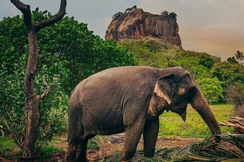 Sigiriya Rock, Village Tour and Minneriya Safari Sri Lanka