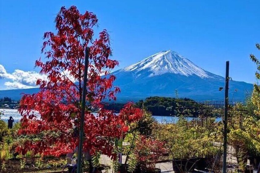 MT Fuji with private Tour