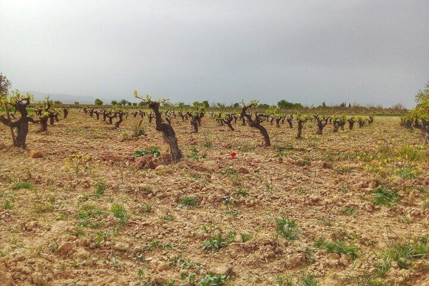 Exclusive Half-Day Wine Cultural Tour in Kefalonia