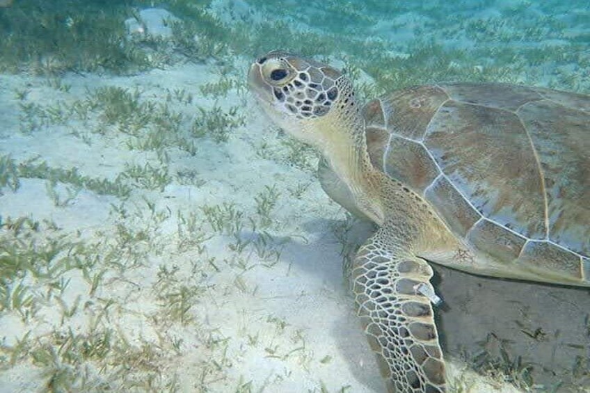 I Like Turtles Private Sailing and Snorkeling from Sapphire