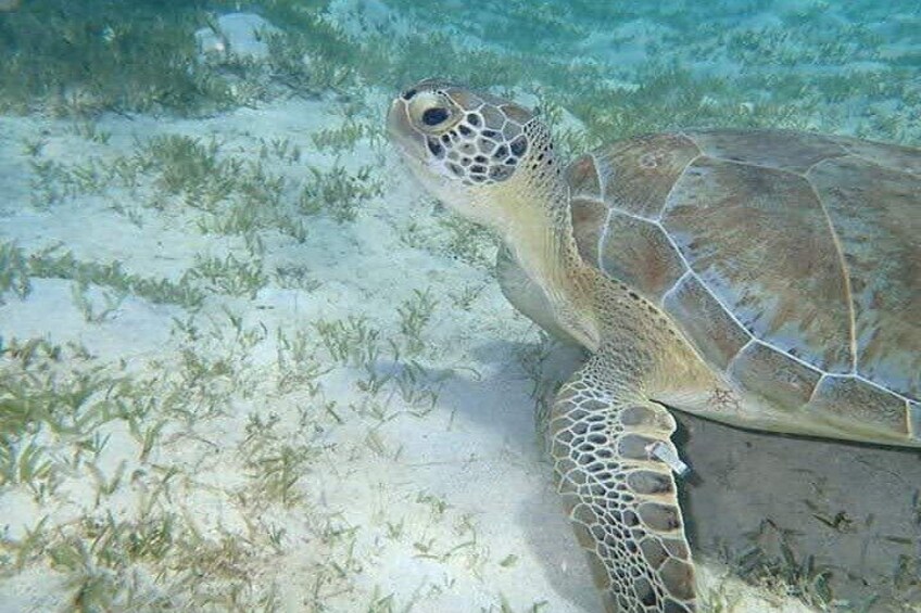 I Like Turtles Private Sailing and Snorkeling from Sapphire
