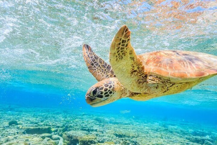 I Like Turtles Private Sailing and Snorkeling from Sapphire