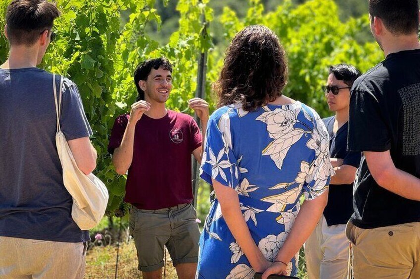 Guided tour of the cellars with wine tasting and lunch