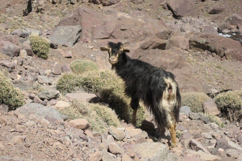 Hidden Berber Village Hike in the Atlas Mountains