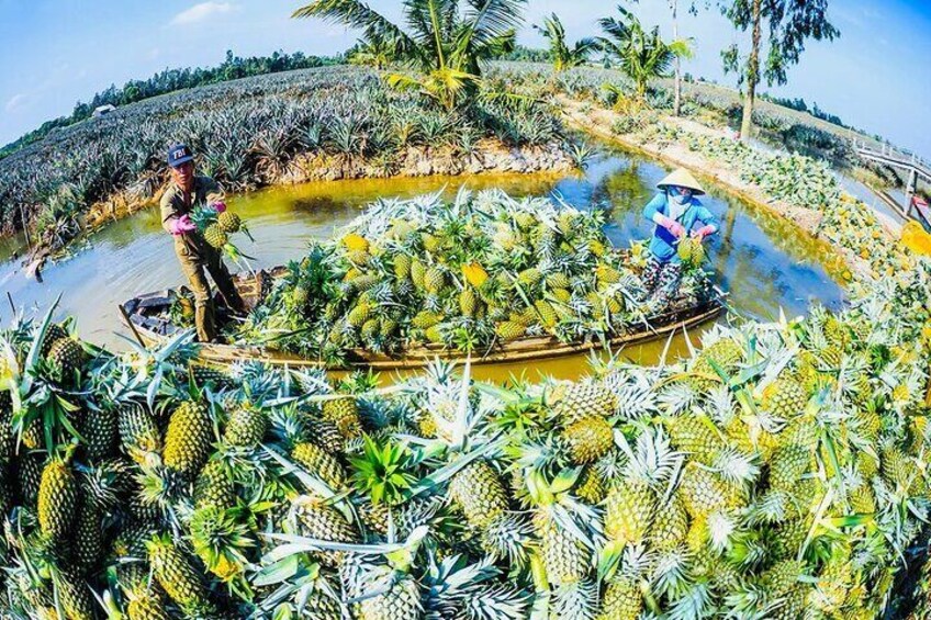 Rach Gia Authentic Bike Adventure Through Pineapple Villages