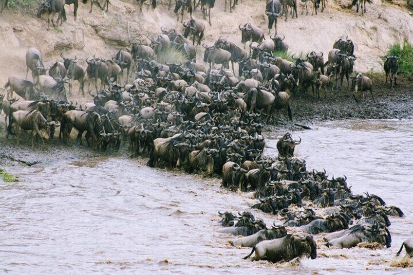 4 Day By Air Wildebeest Migration Safari Maasai Mara