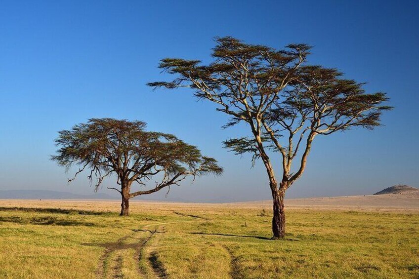 4 Day By Air Wildebeest Migration Safari Maasai Mara