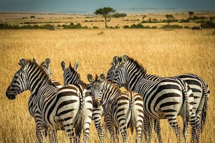 4 Day By Air Wildebeest Migration Safari Maasai Mara