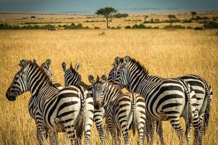 Embark on the Ultimate Safari – Africa Like Never Before