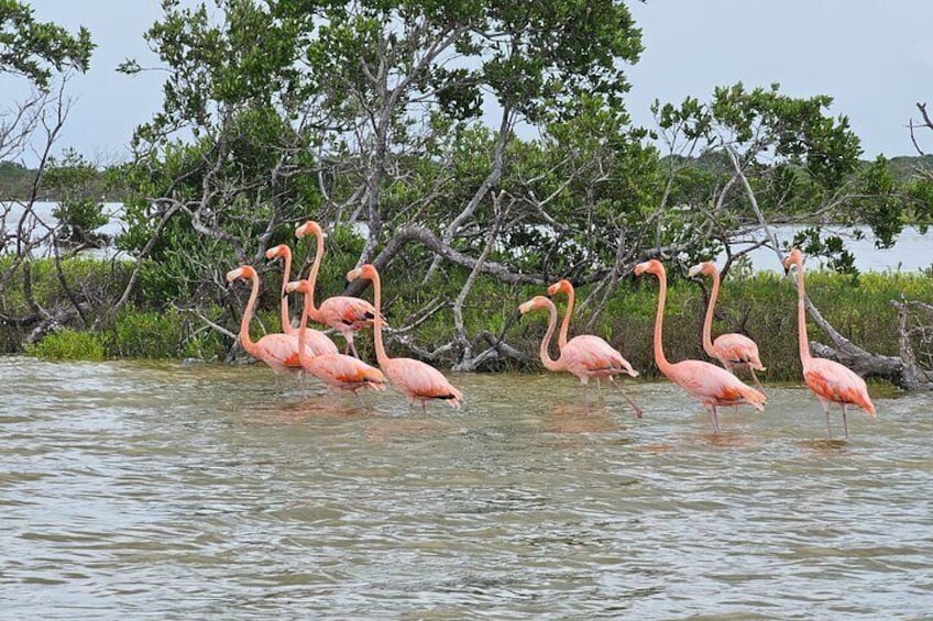 Hike in Las Coloradas and Boat Tour of Río Lagartos