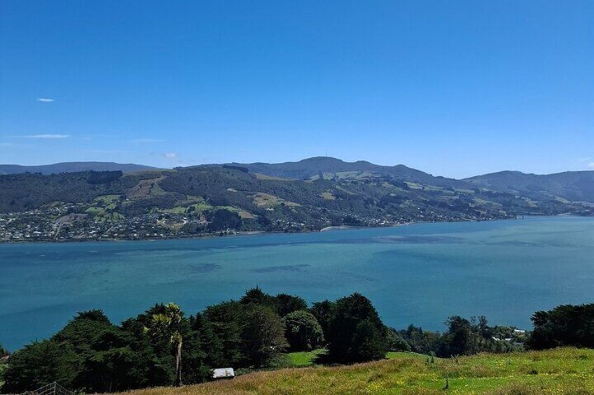 Dunedin and Otago Peninsula Tours For Up To 5 people