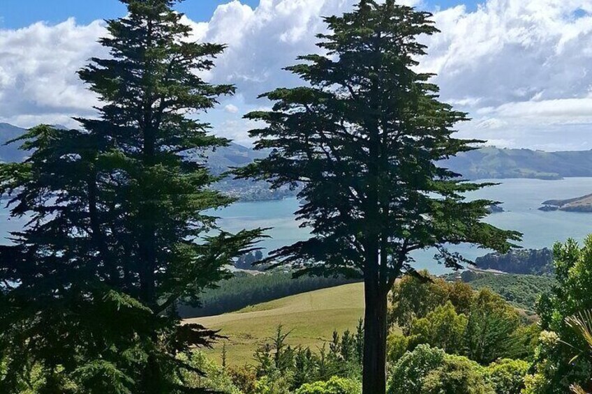 Dunedin and Otago Peninsula Tours For Up To 5 people