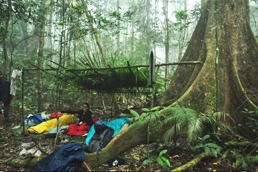 Jungle Camp