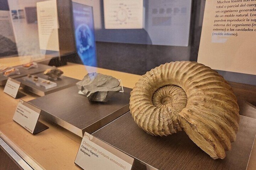 Jurassic Museum of Asturias Tour from Oviedo