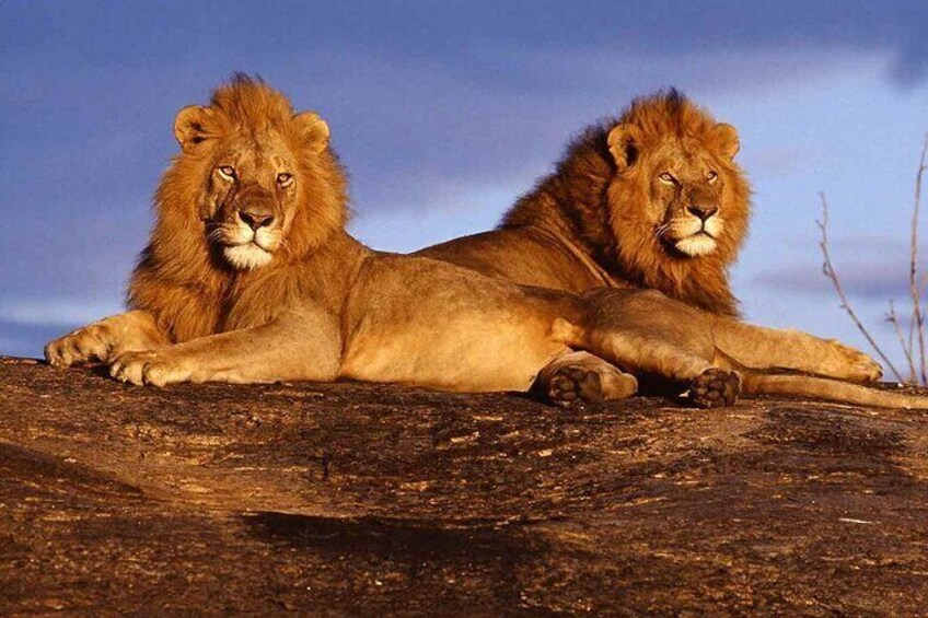 7 Days Sopa Lodges, Amboseli, Naivasha, Nakuru and Masai Mara