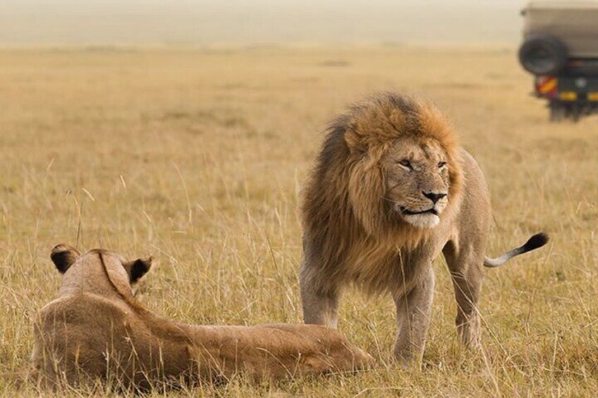 7 Days Sopa Lodges, Amboseli, Naivasha, Nakuru and Masai Mara