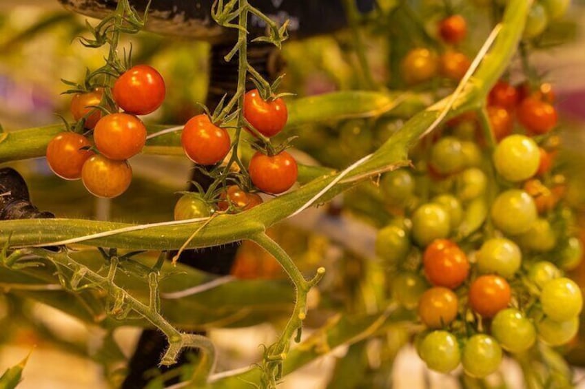 Ripe tomatos on the vine. Freshness and farm-to-table dining at Friðheimar farm