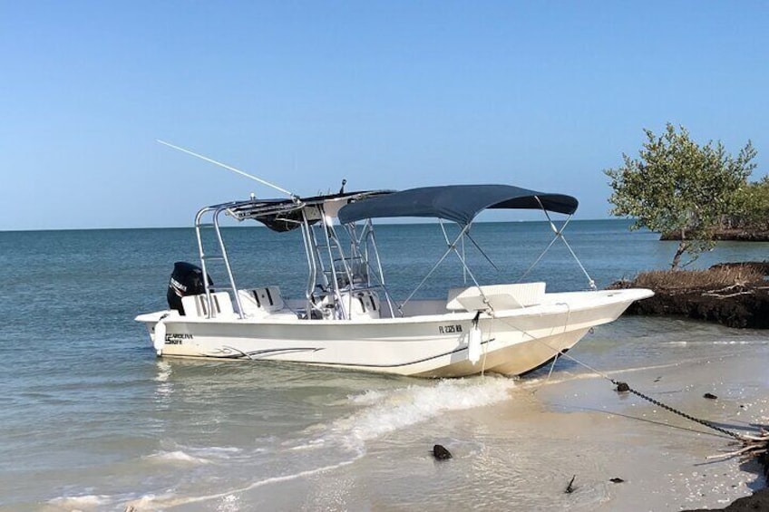 Private Dolphin Watching Experience in Goodland Florida