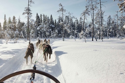 Rovaniemi: Santa Claus Village Husky Ride