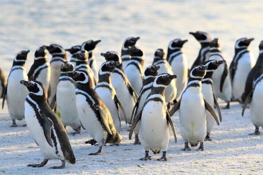 Magellanic Penguins on Bertha`s Beach