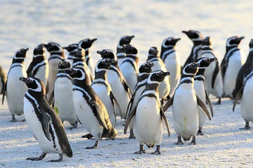 Magellanic Penguins on Bertha`s Beach